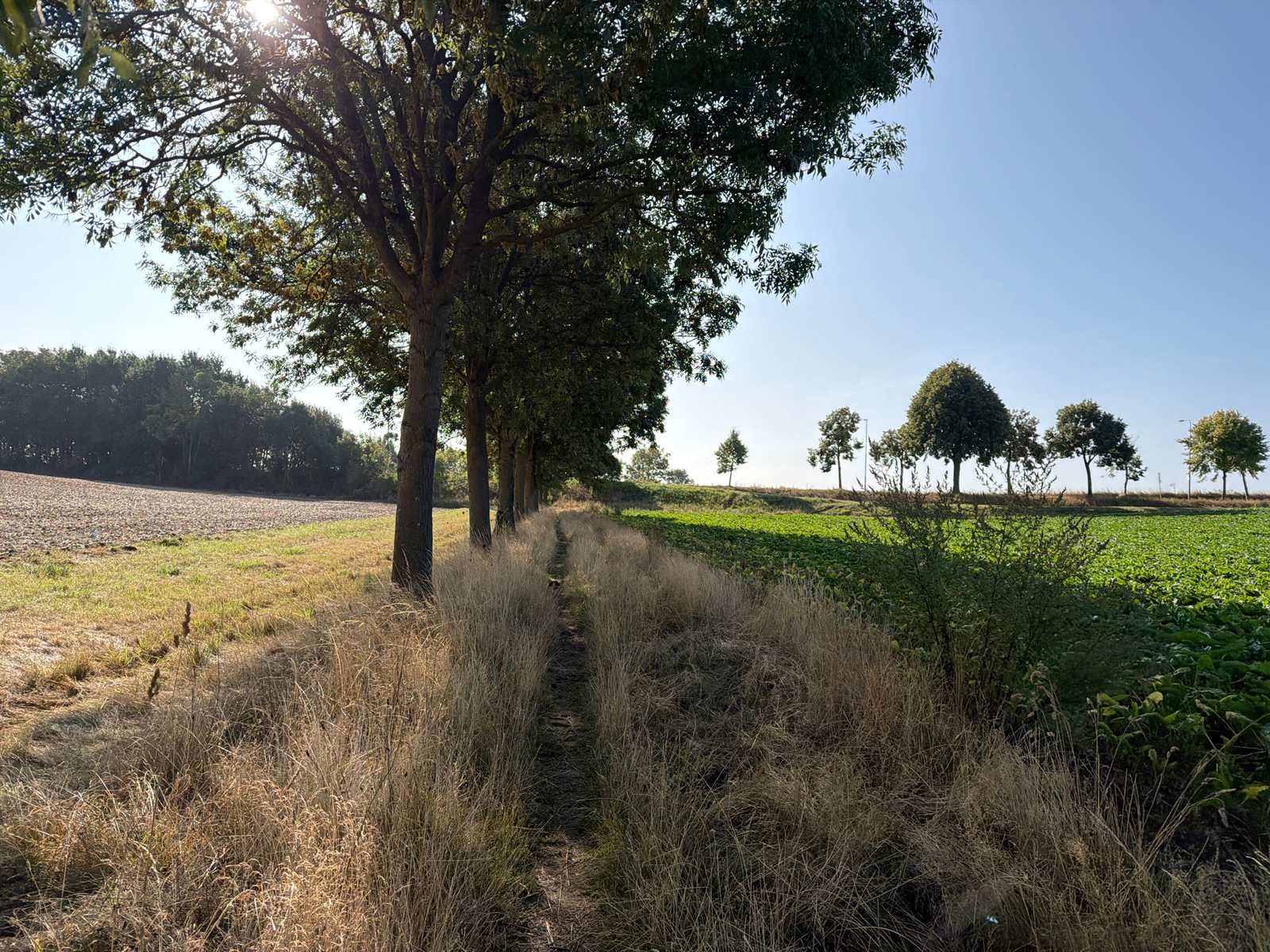 Zonnig veldpad tussen akkers en bomen tijdens de MTB-tocht