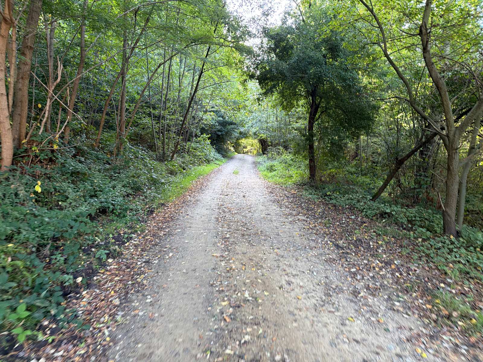 Bosrijk gravelpad langs de MTB-route