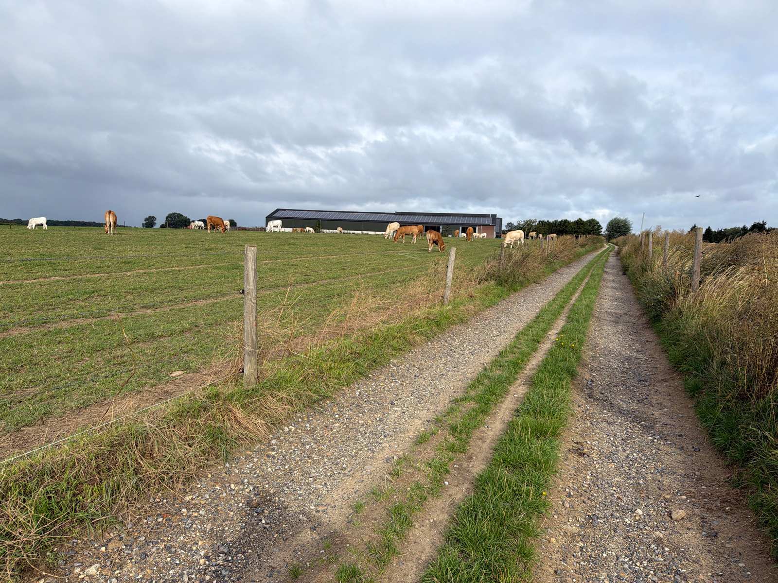 Gravelpad langs een weiland met koeien bij Schimmert
