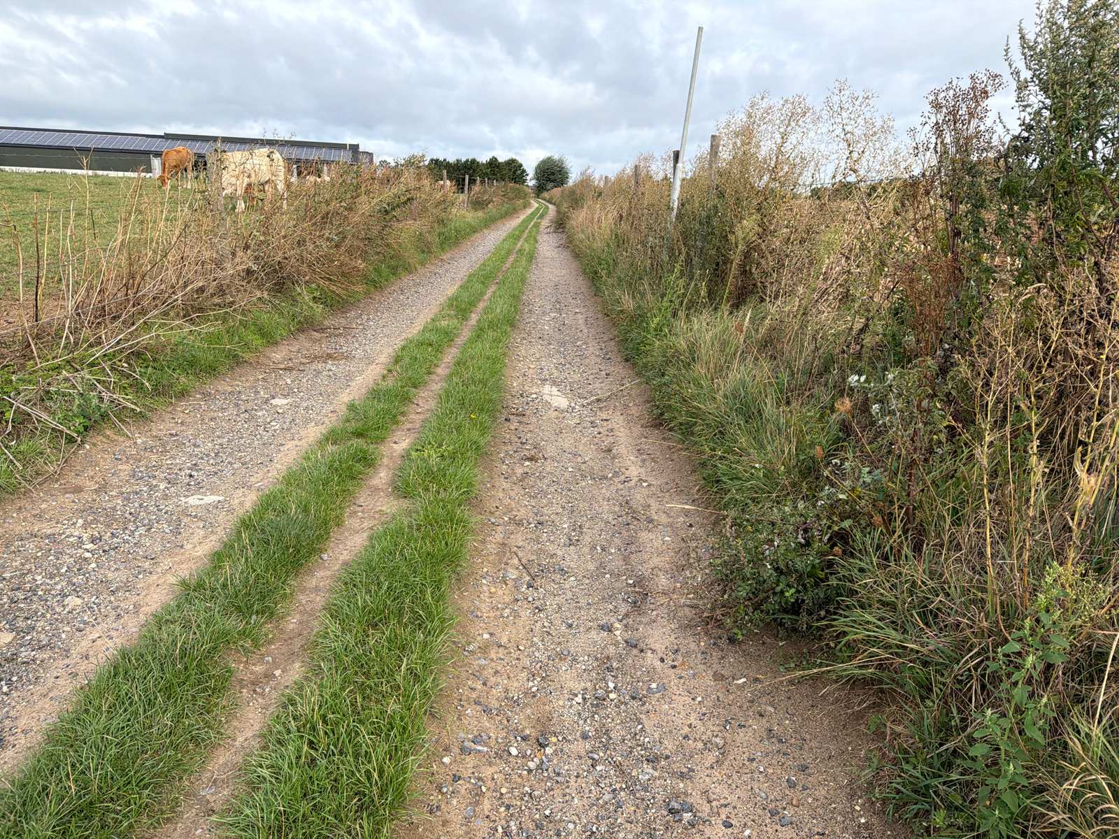 Dubbel gravelspoor tussen weiland en struiken