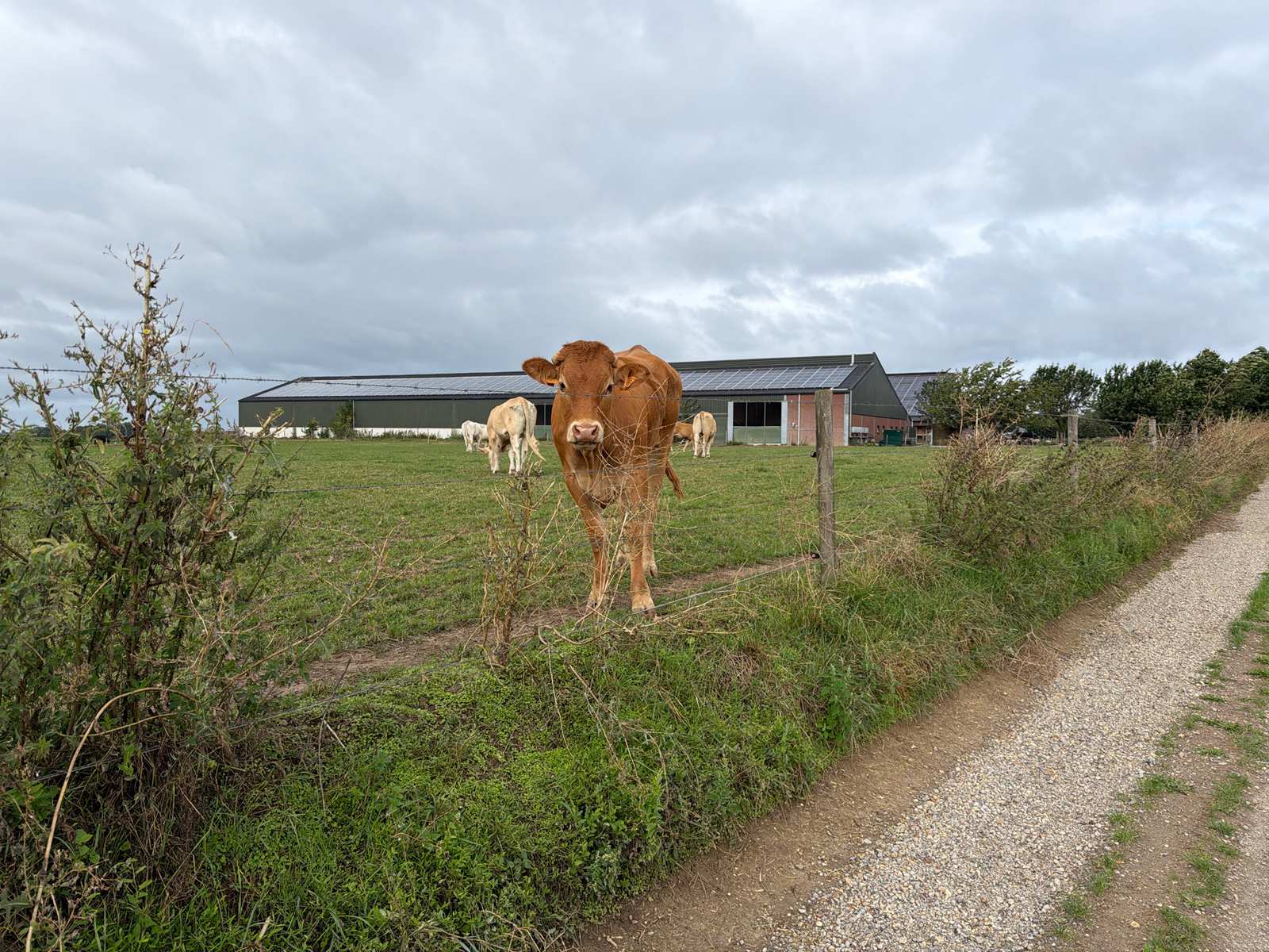 Bruine koe aan de rand van het gravelpad