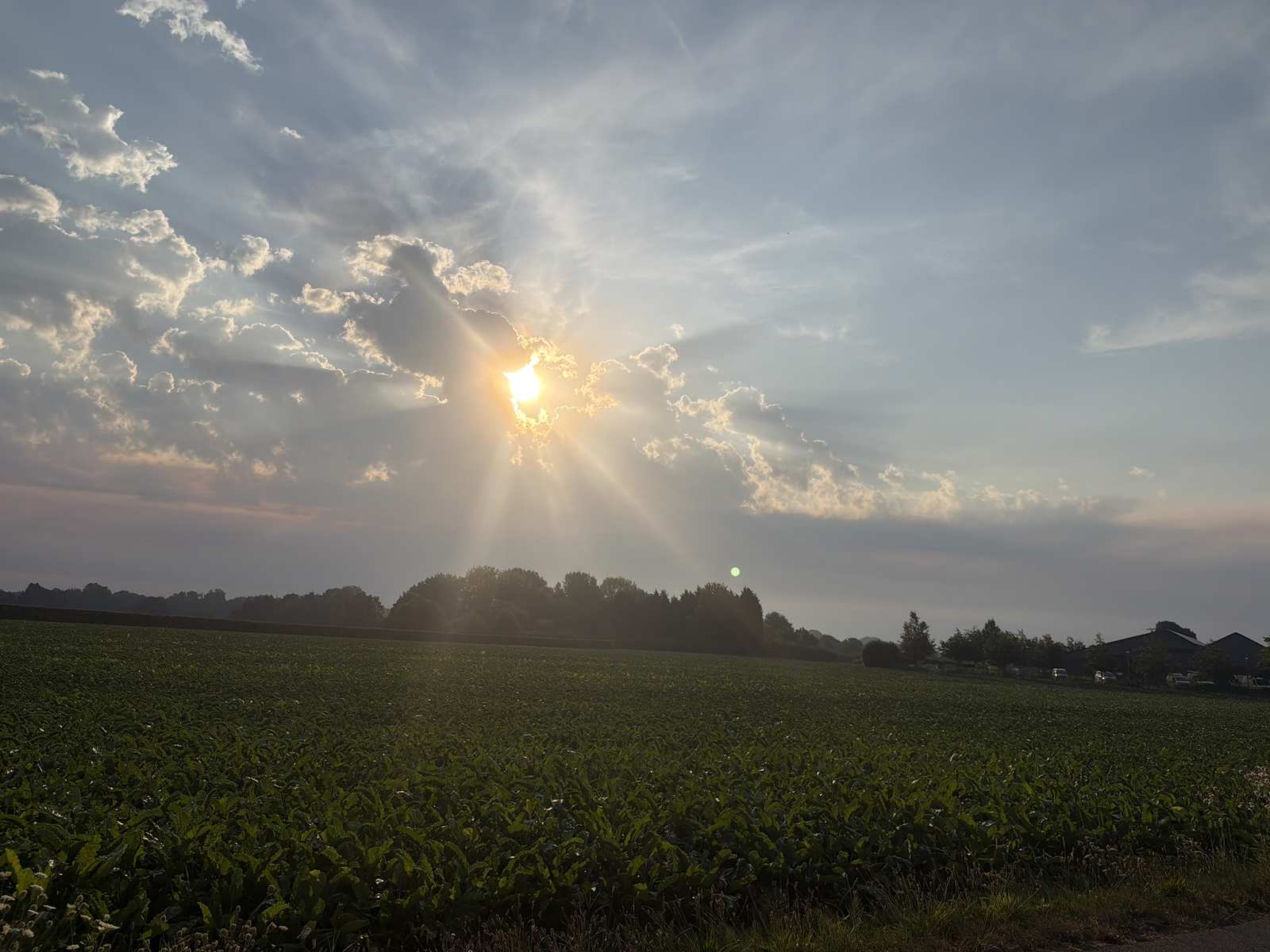 Ochtendzon boven een groen veld in Zuid-Limburg