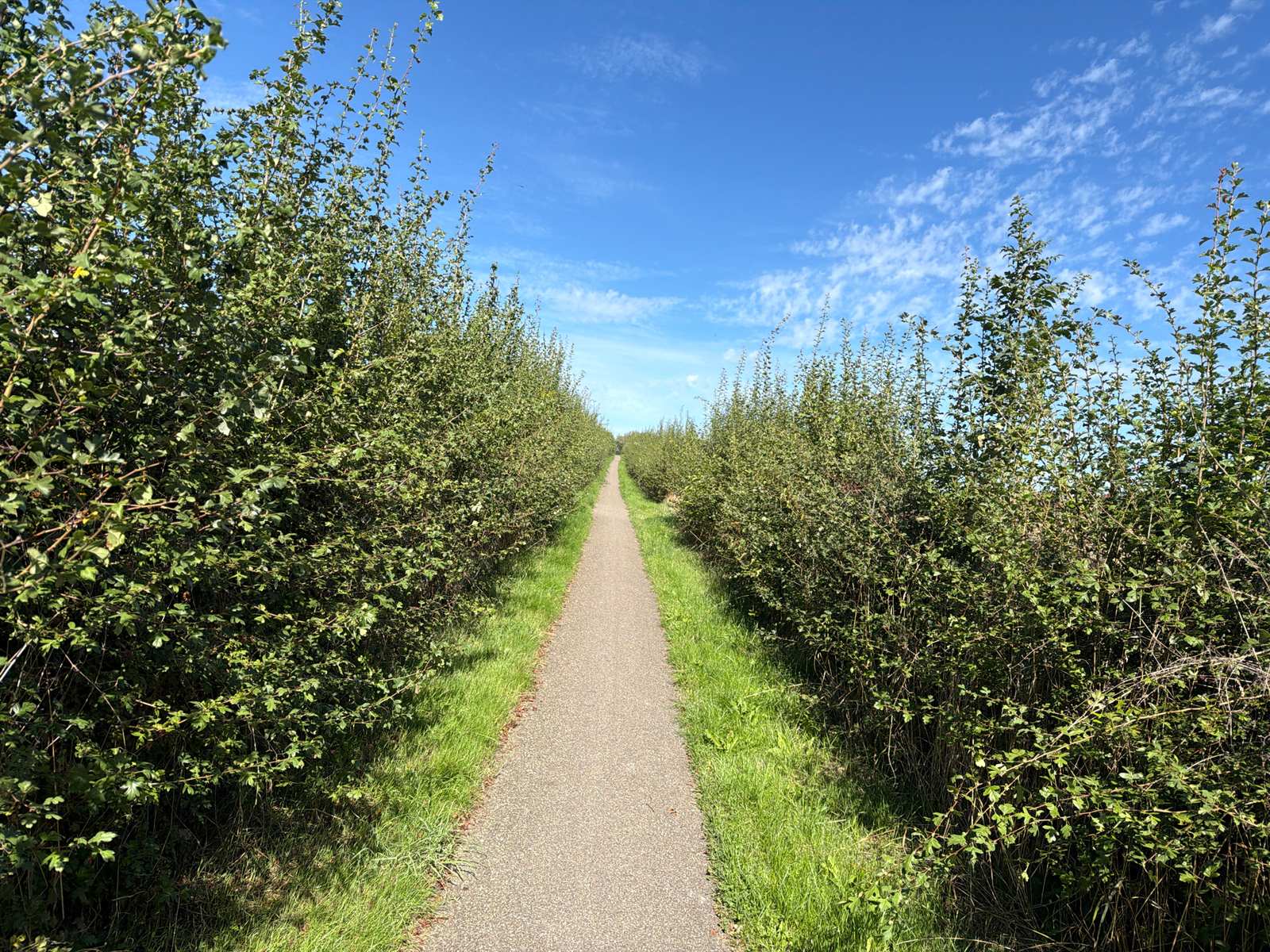 Smal pad tussen groene hagen in de omgeving van Voerendaal