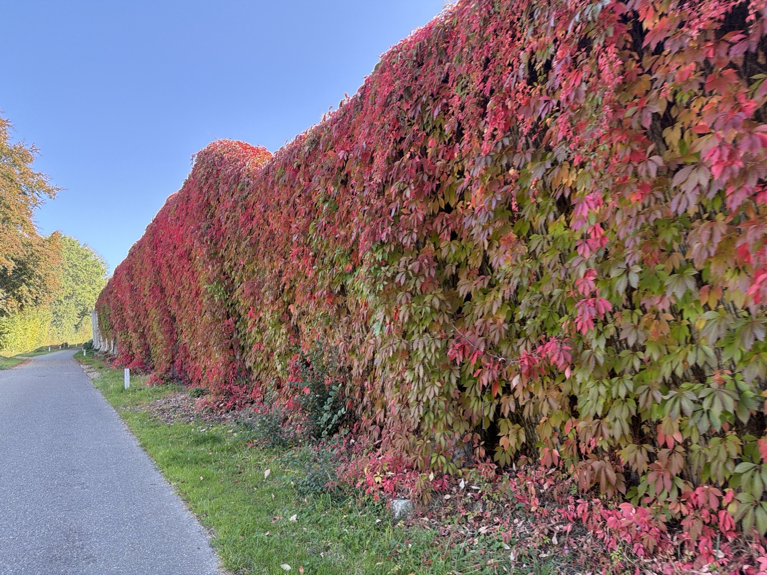 Rood verkleurde begroeiing langs een pad in de oktoberzon