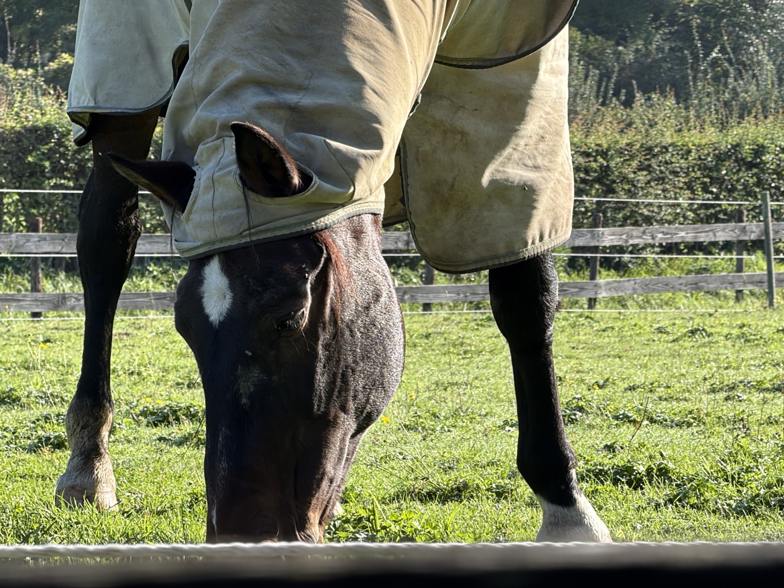 Paard dat in de zon in een weiland graast
