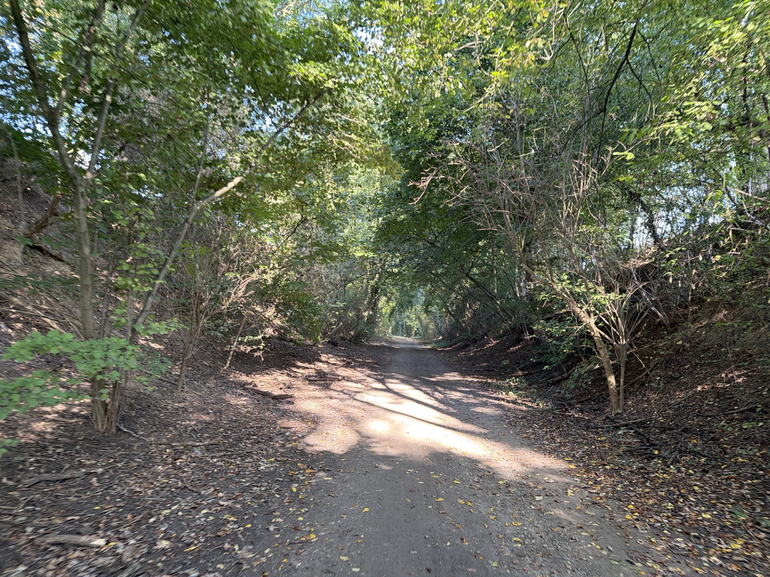 Beschut pad tussen bomen en struiken