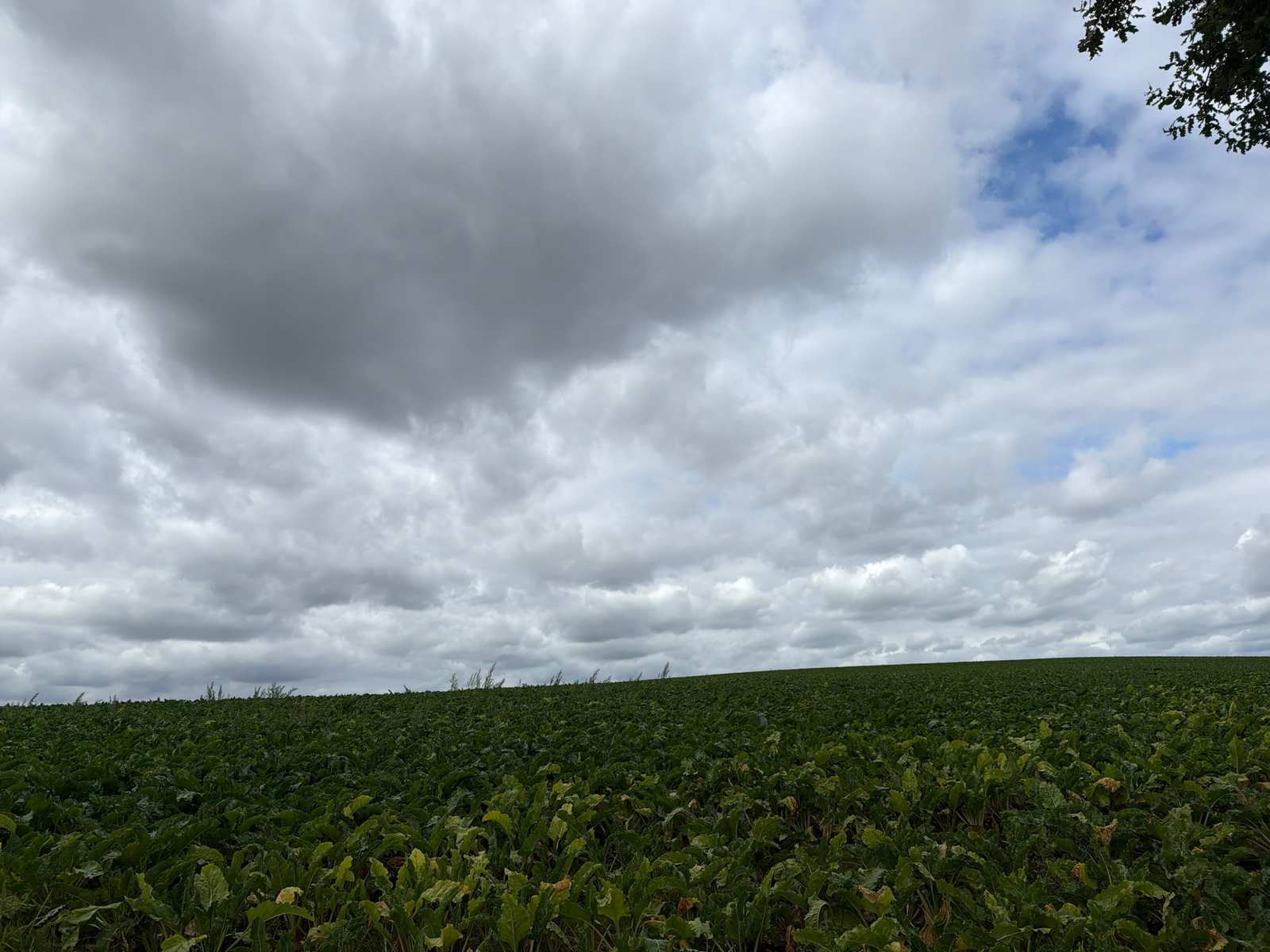 Donkere wolken boven de Limburgse akkers tijdens de MTB-tocht