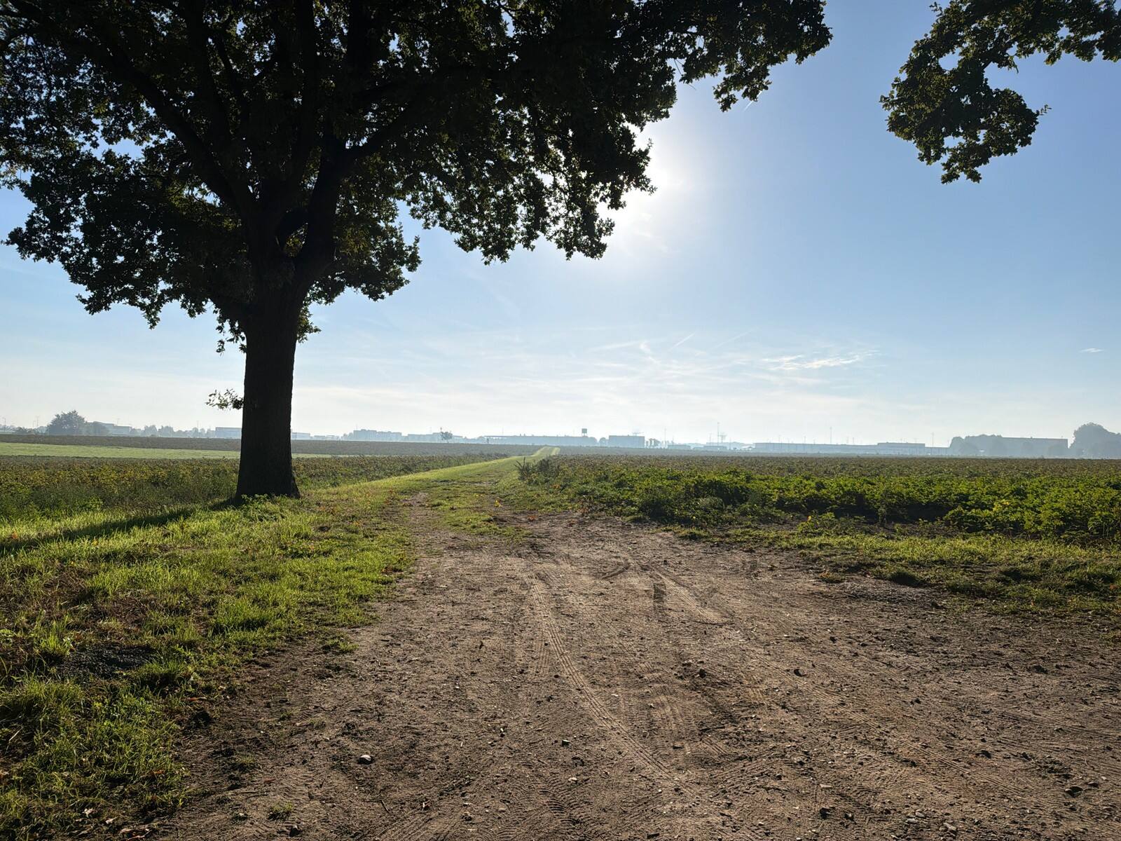 Gravelpad bij een grote boom in het open landschap