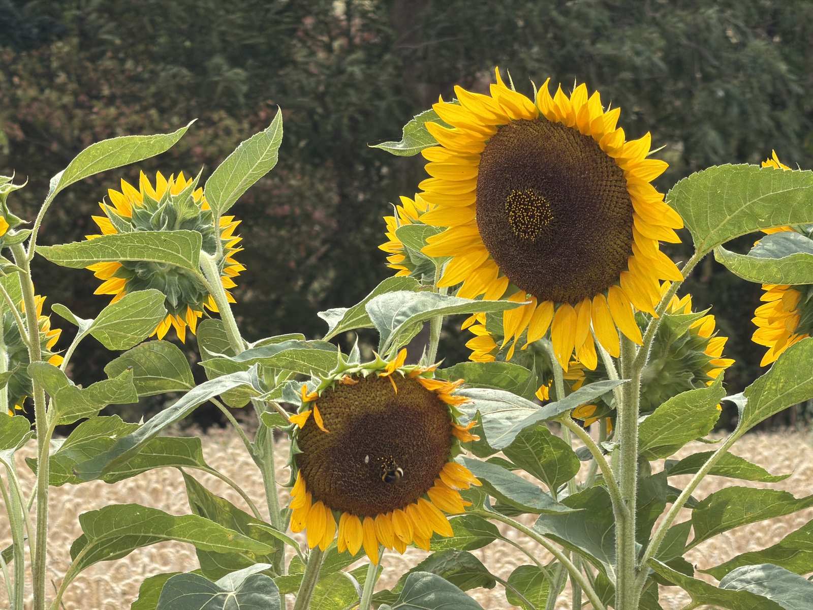 Zonnebloemen langs de wandelroute